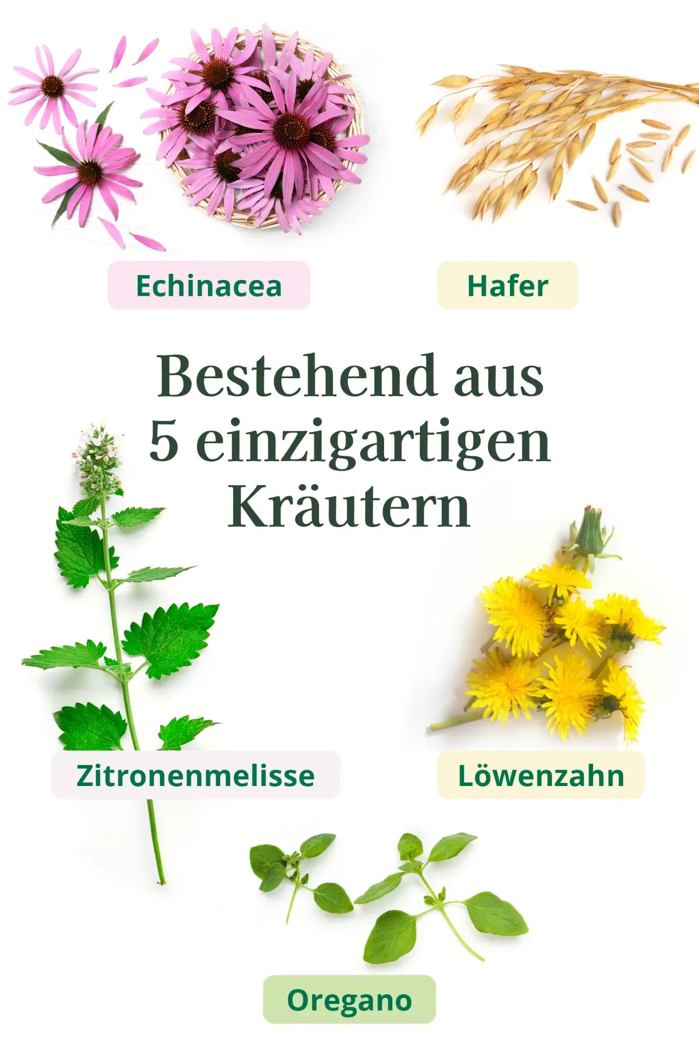REGOMUN fermentierter Kräuterkomplex aus Echinacea, Hafer, Löwenzahn, Oregano und Zitronenmelisse