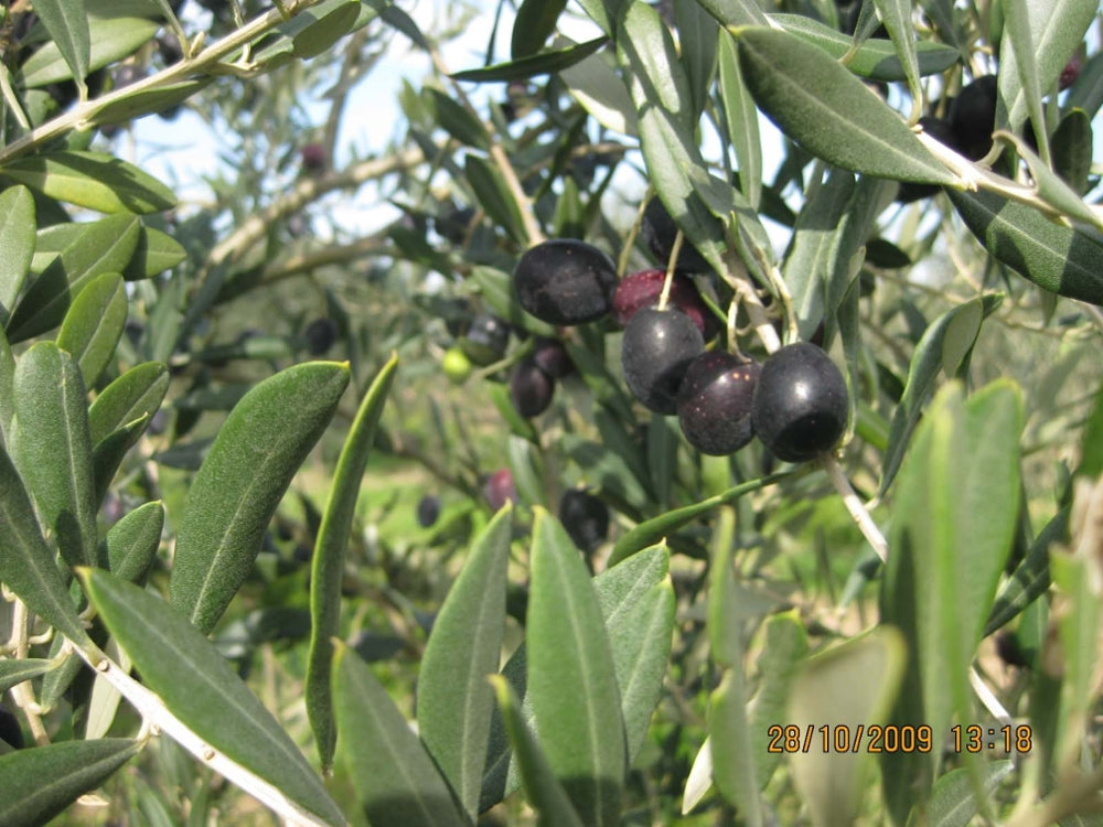 bio-verde Schwarze Kalamata-Oliven ohne Stein 200 g mit frischen Kräutern in Öl-Marinade, 200g
