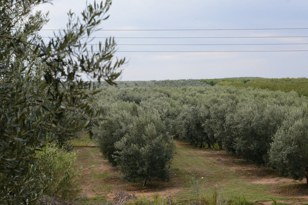 bio-verde Schwarze Kalamata-Oliven ohne Stein 200 g mit frischen Kräutern in Öl-Marinade, 200g