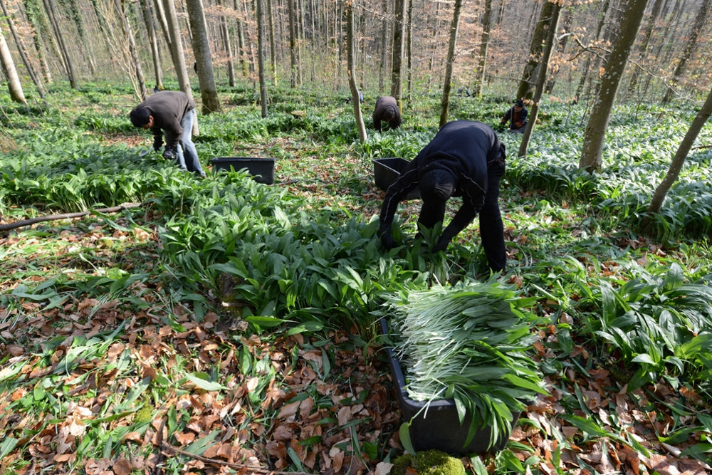 bio-verde Pesto Bärlauch 165g kalt verarbeitet nicht erhitzt