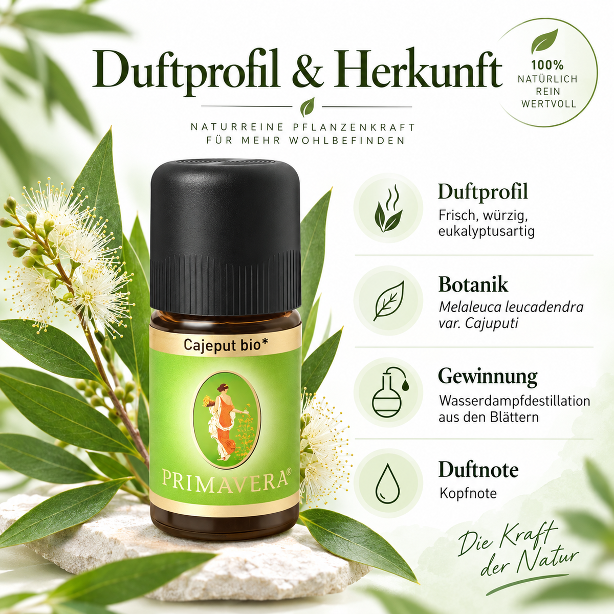 Duftprofil und Herkunft von PRIMAVERA Cajeput bio mit frischem würzigem eukalyptusartigem Duft