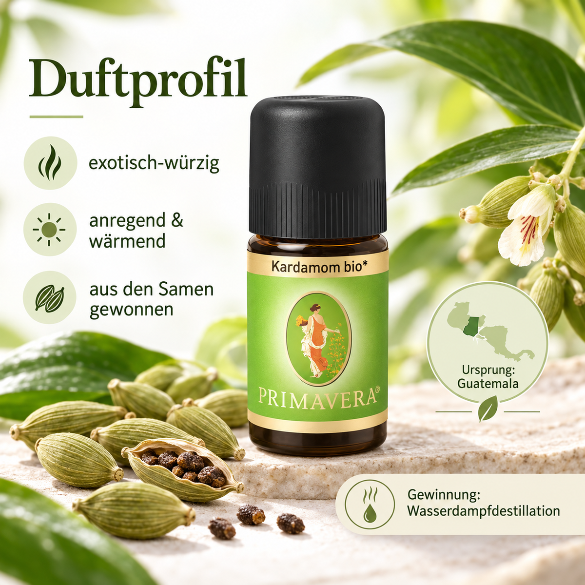 Duftprofil von PRIMAVERA Kardamom bio – exotisch-würzig, wärmend und aus Kardamomsamen aus Guatemala gewonnen